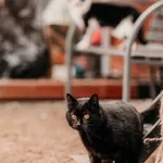 Kot do adopcji