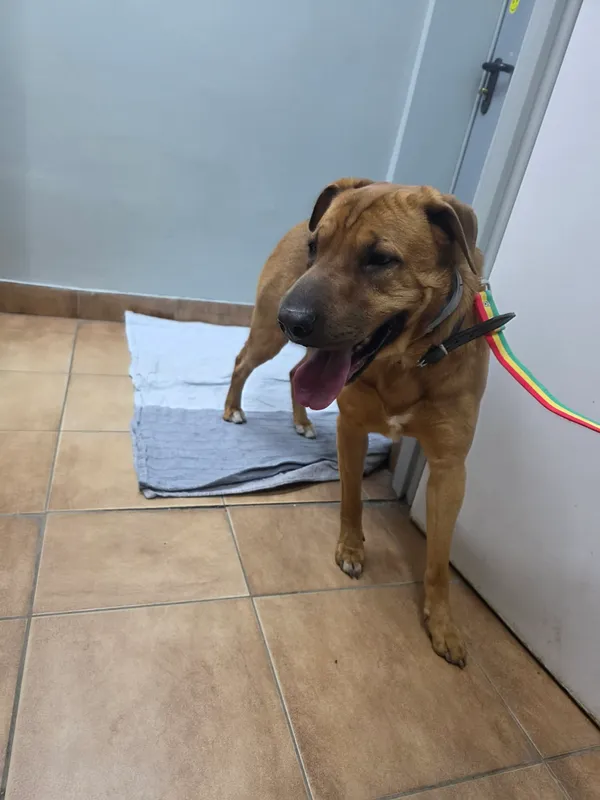 Znaleziono psa, Sosnowiec, 2 kwietnia 2026