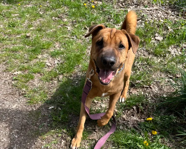 Znaleziono psa, Sosnowiec, 2 kwietnia 2026 (1/2)