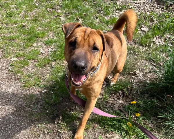 Znaleziono psa, Sosnowiec, 2 kwietnia 2026 (2/2)