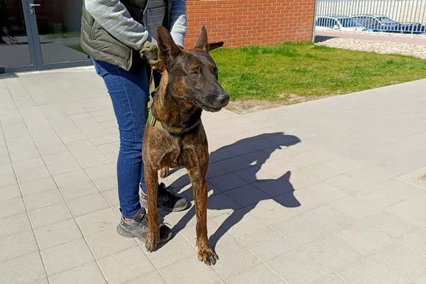 Znaleziono psa, Wałbrzych, 2 kwietnia 2026 (2/2)