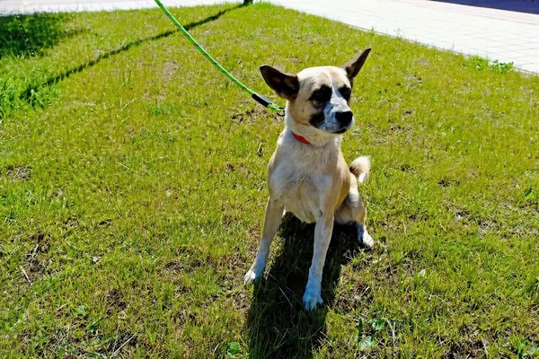 Znaleziono psa, Wałbrzych, 30 marca 2026 (1/2)