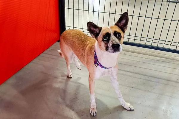 Znaleziono psa, Wałbrzych, 30 marca 2026 (2/2)