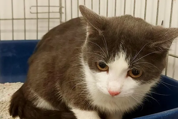 Znaleziono kota, Wałbrzych, 1 kwietnia 2026