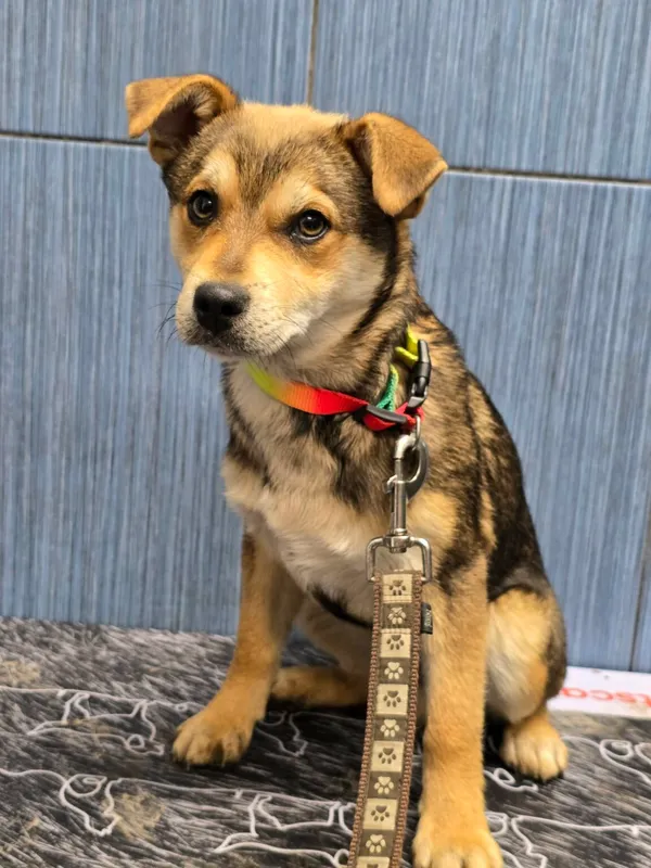 Pies do adopcji, Ropczyce, 1 kwietnia 2026