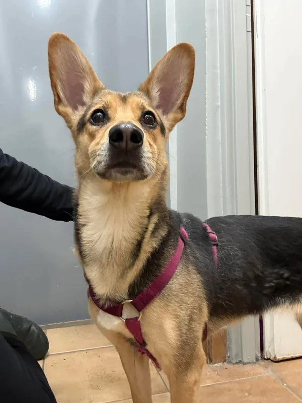 Znaleziono psa, Sosnowiec, 31 marca 2026