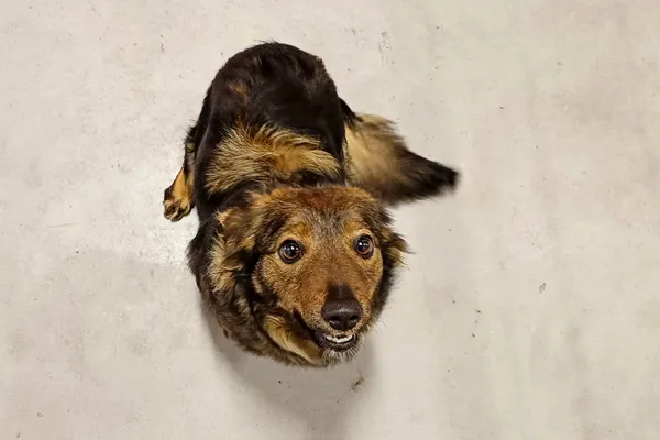 Znaleziono psa, Wałbrzych, 30 marca 2026 (2/2)