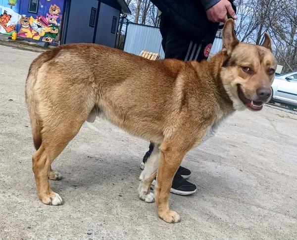 Znaleziono psa, Pieckowo, 31 marca 2026 (1/2)