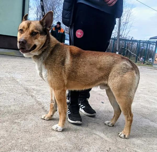 Znaleziono psa, Pieckowo, 31 marca 2026 (2/2)