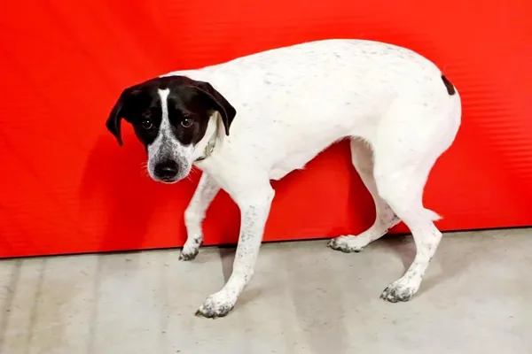 Znaleziono psa, Wałbrzych, 25 marca 2026