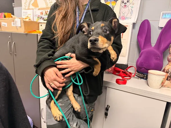 Znaleziono psa, Bydgoszcz, 28 marca 2026