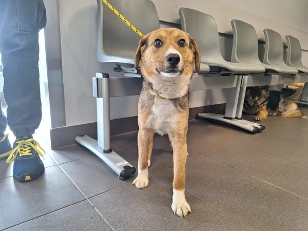 Znaleziono psa, Bydgoszcz, 27 marca 2026