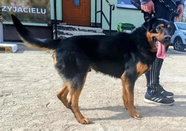 Znaleziono psa, Pieckowo, 31 marca 2026 (1/2)