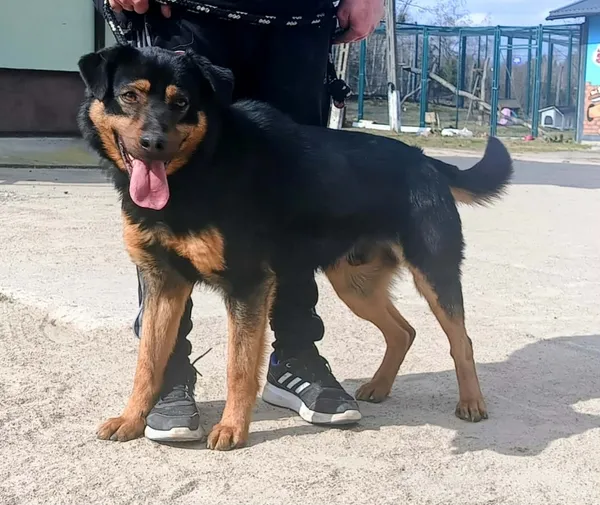 Znaleziono psa, Pieckowo, 31 marca 2026 (2/2)