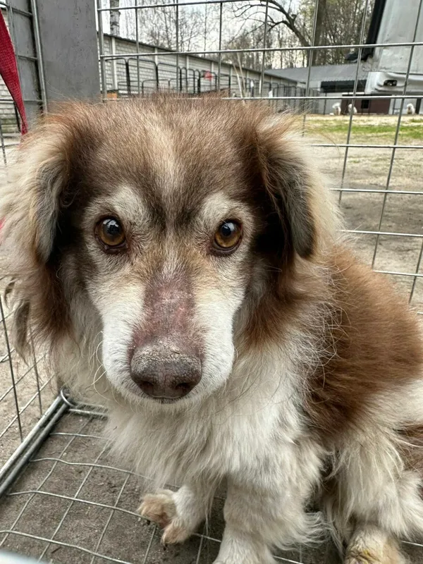 Pies do adopcji, Zgierz, 3 kwietnia 2026