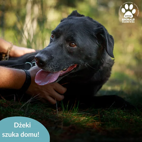 Pies do adopcji, Dąbrówka, 3 kwietnia 2026 (1/5)