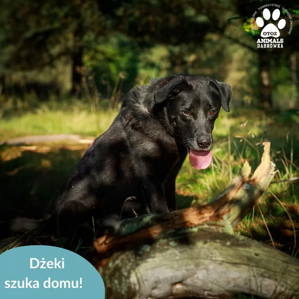 Pies do adopcji, Dąbrówka, 3 kwietnia 2026 (3/5)