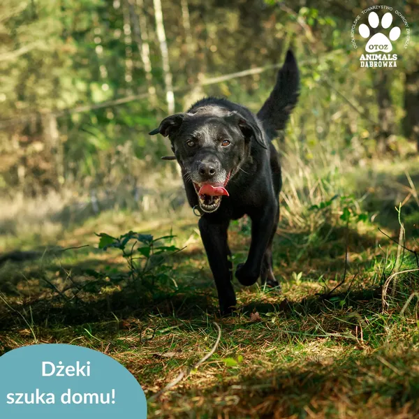 Pies do adopcji, Dąbrówka, 3 kwietnia 2026 (5/5)