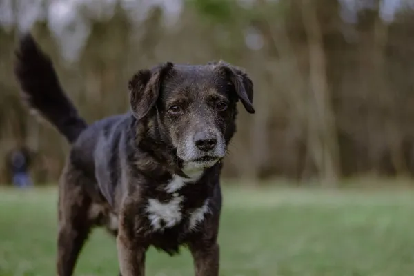 Pies do adopcji, Radom, 3 kwietnia 2026 (1/5)