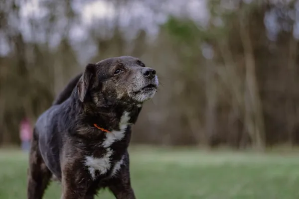 Pies do adopcji, Radom, 3 kwietnia 2026 (3/5)