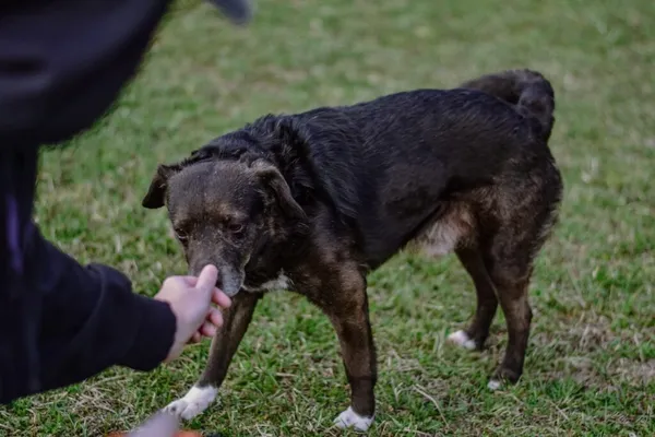 Pies do adopcji, Radom, 3 kwietnia 2026 (5/5)