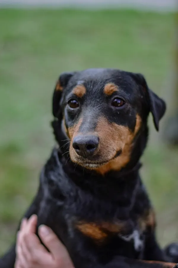 Pies do adopcji, Radom, 3 kwietnia 2026 (1/5)