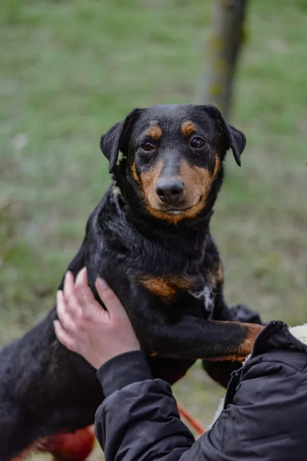 Pies do adopcji, Radom, 3 kwietnia 2026 (3/5)