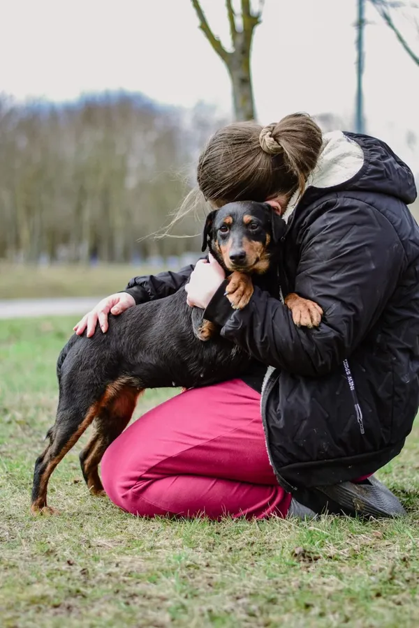 Pies do adopcji, Radom, 3 kwietnia 2026 (4/5)