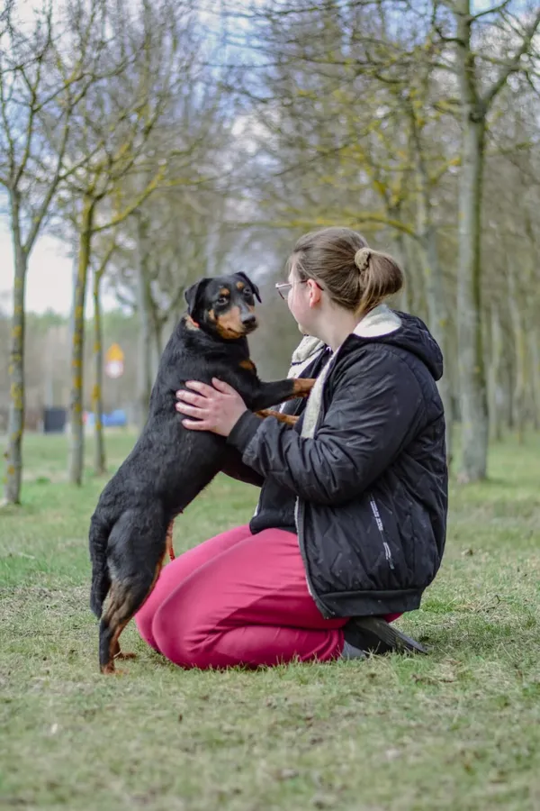 Pies do adopcji, Radom, 3 kwietnia 2026 (5/5)