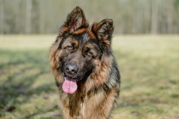 Pies do adopcji, Radom, 3 kwietnia 2026 (1/5)