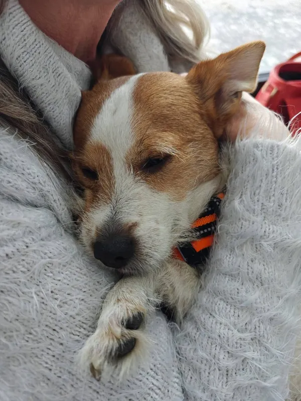 Pies do adopcji, Radom, 3 kwietnia 2026 (4/5)