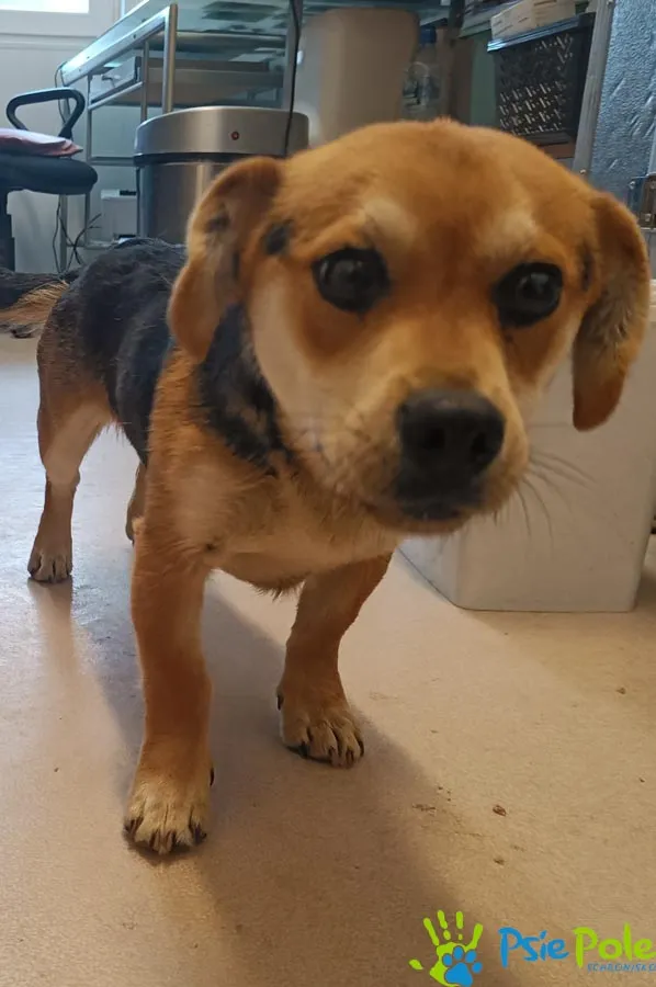 Znaleziono psa, Racławice, 31 marca 2026 (1/3)