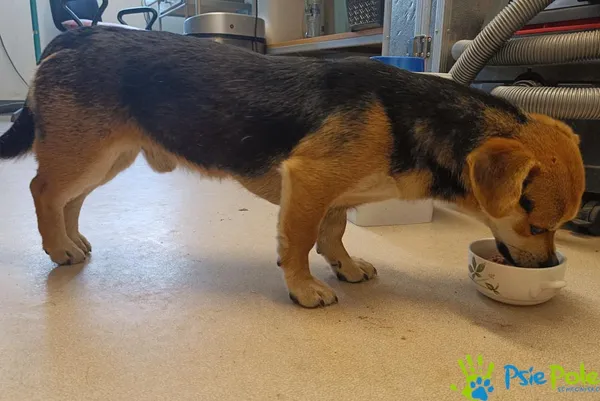 Znaleziono psa, Racławice, 31 marca 2026 (2/3)