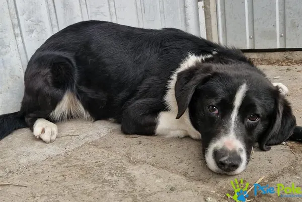 Znaleziono psa, Racławice, 30 marca 2026