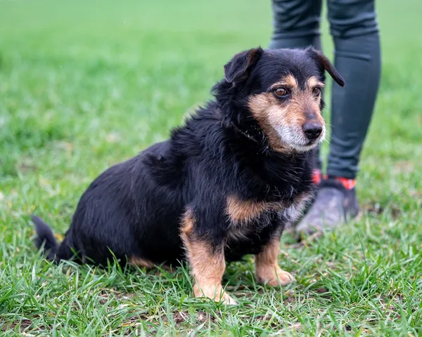 Znaleziono psa, Racławice, 29 marca 2026 (2/5)