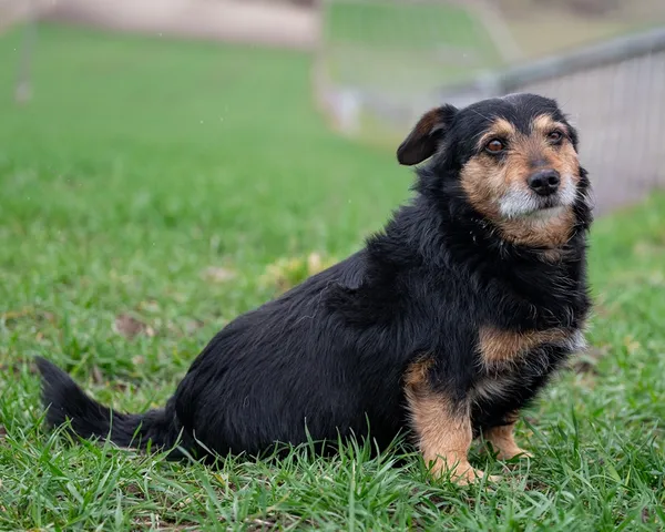 Znaleziono psa, Racławice, 29 marca 2026 (5/5)