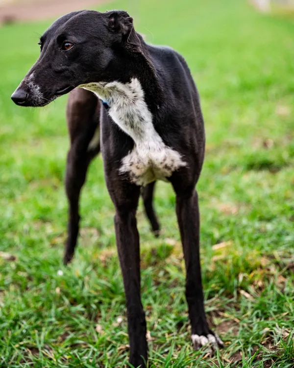 Znaleziono psa, Racławice, 29 marca 2026 (1/5)