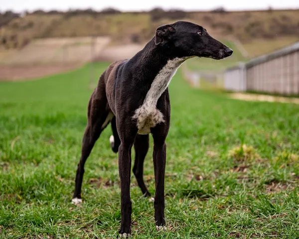 Znaleziono psa, Racławice, 29 marca 2026 (3/5)