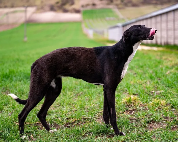 Znaleziono psa, Racławice, 29 marca 2026 (4/5)