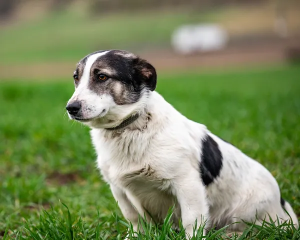 Znaleziono psa, Racławice, 28 marca 2026 (1/5)
