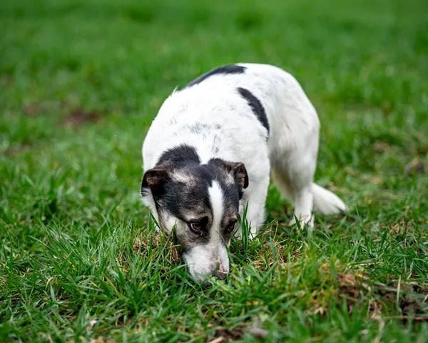 Znaleziono psa, Racławice, 28 marca 2026 (2/5)