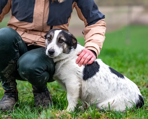 Znaleziono psa, Racławice, 28 marca 2026 (4/5)