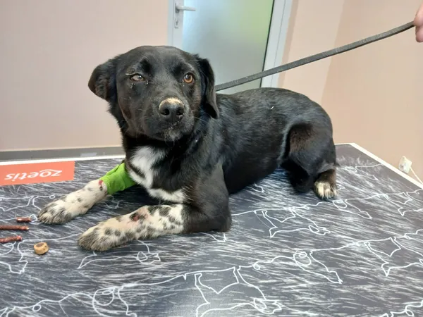 Pies do adopcji, Orzechowce, 3 kwietnia 2026 (1/5)