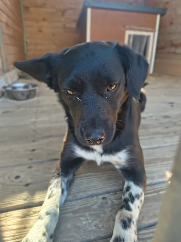 Pies do adopcji, Orzechowce, 3 kwietnia 2026 (2/5)