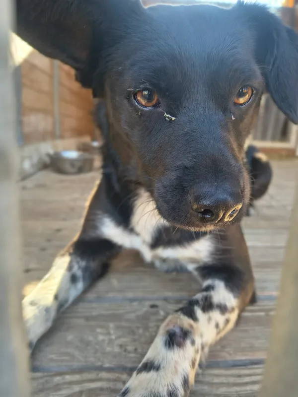 Pies do adopcji, Orzechowce, 3 kwietnia 2026 (4/5)