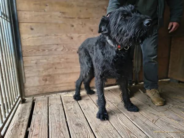 Pies do adopcji, Orzechowce, 2 kwietnia 2026 (1/5)