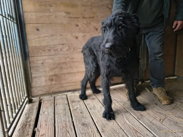 Pies do adopcji, Orzechowce, 2 kwietnia 2026 (2/5)