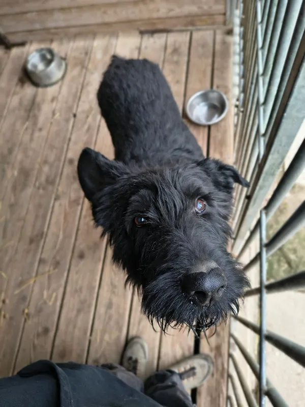 Pies do adopcji, Orzechowce, 2 kwietnia 2026 (3/5)