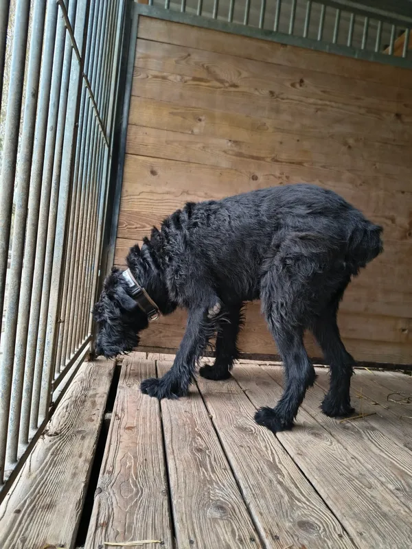 Pies do adopcji, Orzechowce, 2 kwietnia 2026 (4/5)