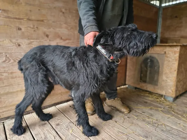 Pies do adopcji, Orzechowce, 2 kwietnia 2026 (5/5)